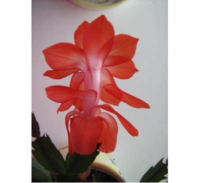 Шлюмбергера усічена (Schlumbergera truncatus)  Christmas Cheer